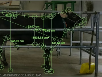 Schermata ZOOMETER con misurazione biometrica di un bovino